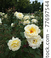 White rose Madies yellow 77697544