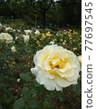 White rose Madies Yellow 1 wheel 77697545