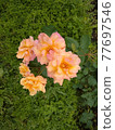 Orange rose Svenier de Anne Frank 77697546