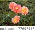 Pink / orange rose Anne Frank 77697547