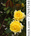 Yellow rose gold bunny 77697548