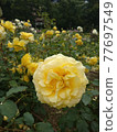 Yellow rose gold medallion 77697549