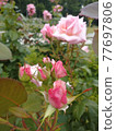 Pink rose princess Nobuko bud 77697806