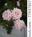 3 pink roses Princess Nobuko 77697807