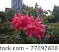 Dark pink rose autumn 77697808