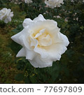 White rose white queen elizabeth 77697809