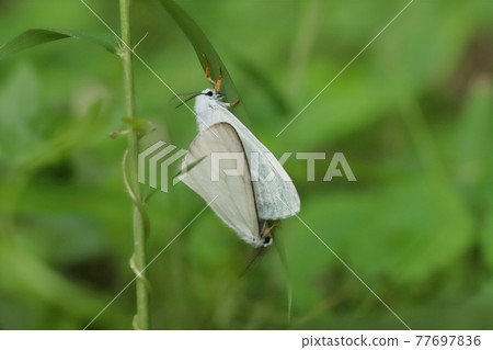 交配 Kyashidukuga 77697836