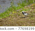 入間川野鳥白雪玲 77698199