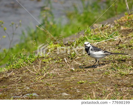 Iruma River Wild Bird Hakusekirei 77698199