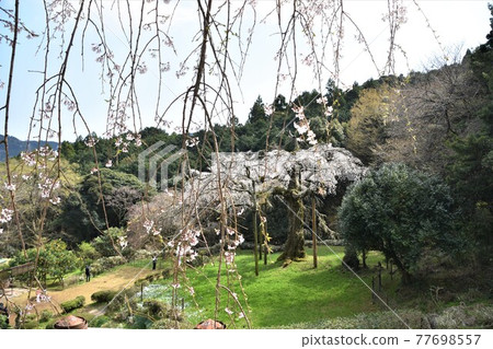 正太寺的垂枝櫻花 77698557