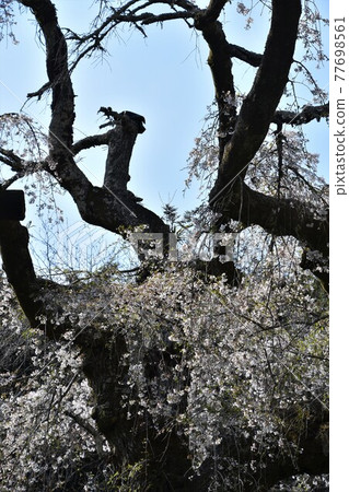 正太寺的垂枝櫻花 77698561