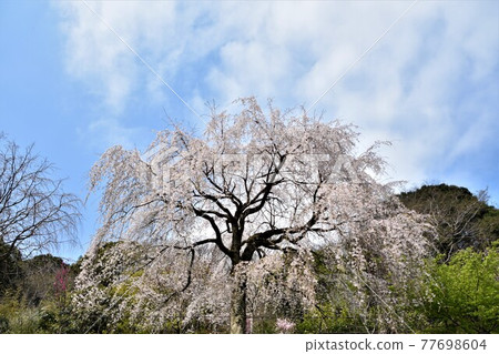 小田原市長興山在正太寺的垂枝櫻花 77698604