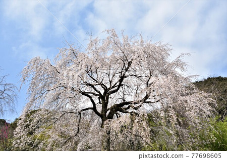 小田原市長興山在正太寺的垂枝櫻花 77698605