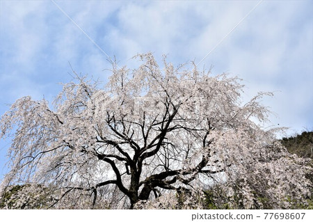 小田原市長興山在正太寺的垂枝櫻花 77698607