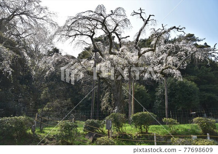 正太寺的垂枝櫻花 77698609