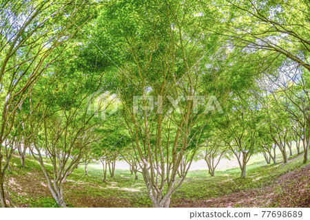 神奈川縣宮瀨湖濱公園的新鮮綠楓的圖像剪裁 神奈川縣宮瀨湖濱公園的新鮮綠楓的圖像剪裁 77698689