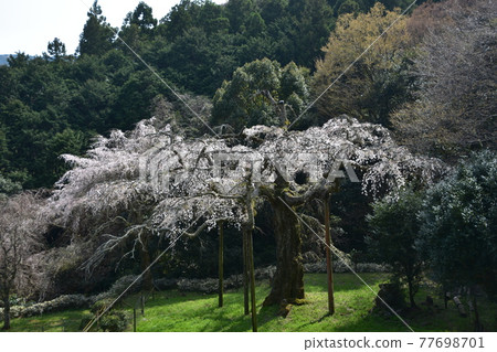 正太寺的垂枝櫻花 77698701