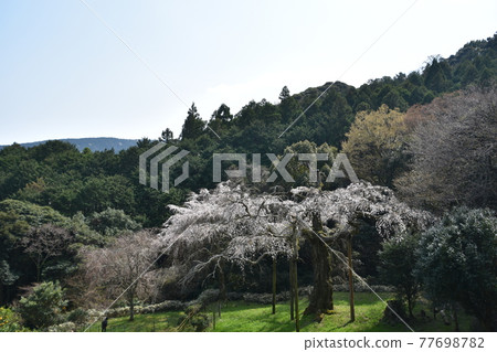 正太寺的垂枝櫻花 77698782