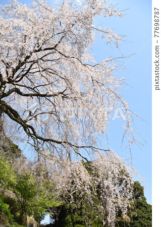 Odawara Mayor Kozan Weeping cherry tree at Shotaiji Temple Odawara Mayor Kozan Weeping cherry tree at Shotaiji Temple 77698787