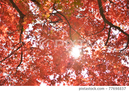 Autumn leaves (image of autumn leaves in Japan) Autumn leaves (image of autumn leaves in Japan) 77698837