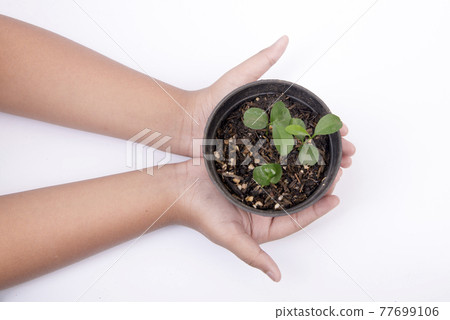 Human hand holding the green plant in a pot Human hand holding the green plant in a pot 77699106