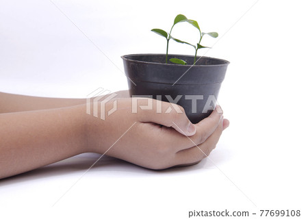 Human hand holding the green plant in a pot Human hand holding the green plant in a pot 77699108