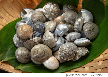 Boiled salted shellfish Boiled salted shellfish 77699518