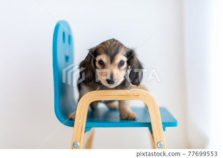 小狗 Kaninhen 臘腸 小狗 Kaninhen 臘腸 77699553