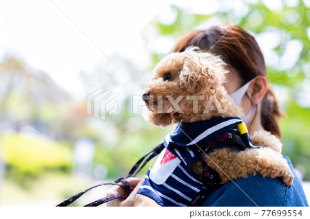 Toy poodle red 77699554