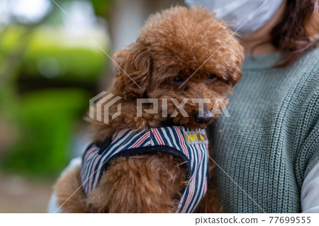Toy poodle red 77699555