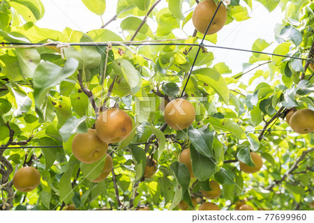 pear, fruit, fruits 77699960