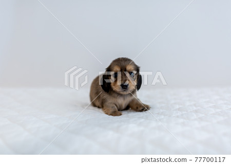 Puppy Kaninhen Dachshund 77700117