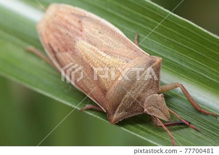 Shrimp bug Shrimp bug 77700481