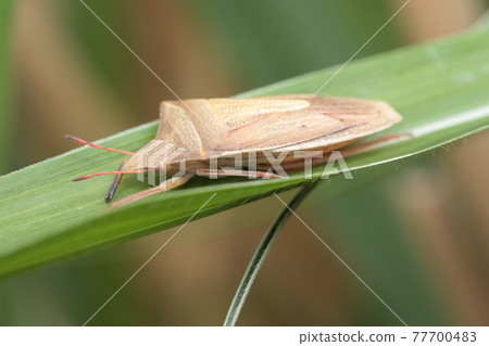 Shrimp bug Shrimp bug 77700483