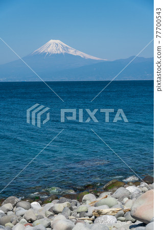 [戶田、沼津市、富士山和公海四足動物] 77700543