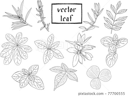 Delicate black and white line drawing set of leaves and plants 1 Vector material 77700555