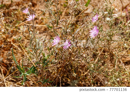 Xeranthemum annuum also known as annual everlasting or immortelle on a meadow Xeranthemum annuum also known as annual everlasting or immortelle on a meadow 77701136