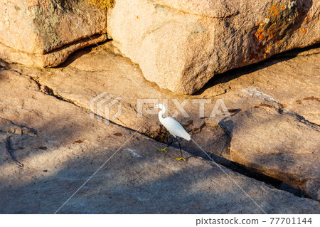 Little egret (Egretta garzetta) standing on a stone 77701144