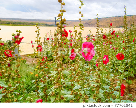Loess Plateau and Yellow River-Chinese Zhongwei Shapotou Loess Plateau and Yellow River 77701841