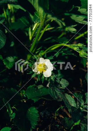 White flower on a strawberry bush. Growing berries in the garden 77701844
