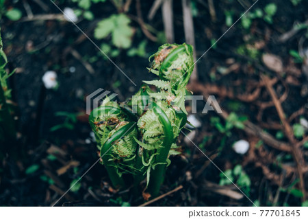 The young fern begins to sprout. Spring season The young fern begins to sprout. Spring season 77701845