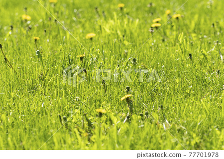 Field with yellow dandelions close up Field with yellow dandelions close up 77701978