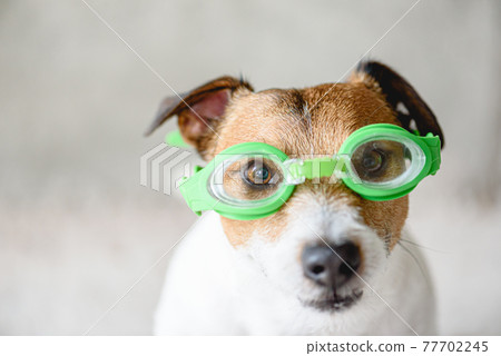 Funny dog wearing swimming glasses ready to dive underwater in pool Funny dog wearing swimming glasses ready to dive underwater in pool 77702245