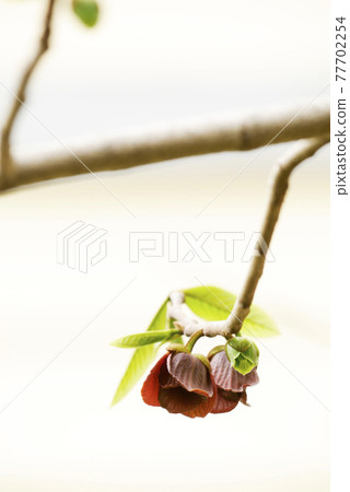 Flower photo Popo flower Popo flower of the Annonaceae family Popo aka Akebigaki Flower photo Popo flower Popo flower of the Annonaceae family Popo aka Akebigaki 77702254