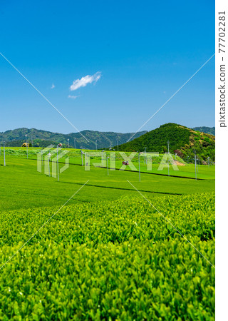 Tea field in May Tea field in May 77702281