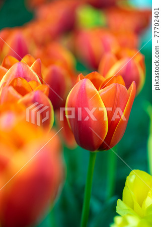 盛開的鬱金香田 77702401