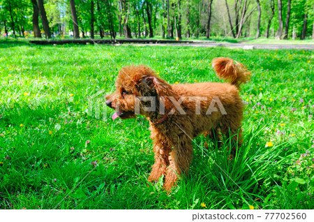 Miniature red poodle playing on green lawn. Miniature red poodle playing on green lawn. 77702560