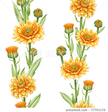 Calendula flower seamless pattern. Watercolor illustration. Yellow medical natural herb. Calendula officinalis plant pattern. White background. Natural organic bright flower seamless decoration 77703159