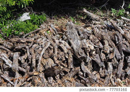 Image of camp (Maki) 77703168