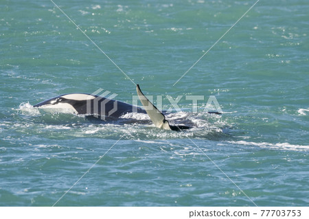 Orca Family, Patagonia Argentina Orca Family, Patagonia Argentina 77703753